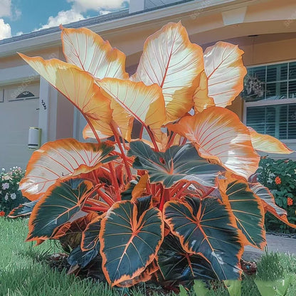 🎁2025 Special Offer🍃 Rare Coleus Flower Seeds🌿