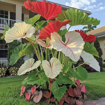🎁2025 Special Offer🍃 Rare Coleus Flower Seeds🌿