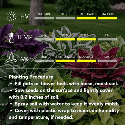 🎁2025 Special Offer🍃 Rare Coleus Flower Seeds🌿