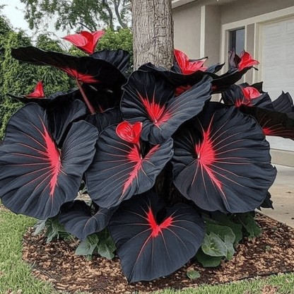 🎁2025 Special Offer🍃 Rare Coleus Flower Seeds🌿